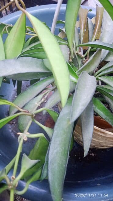 саженцы банана: Комнатные, Сингониумы, спатифиллум, Филодендрон,монстера Альба — 19