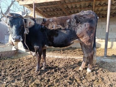 продаю дойную корову: Продаю | Корова (самка) | Для разведения | Привязанные — 7