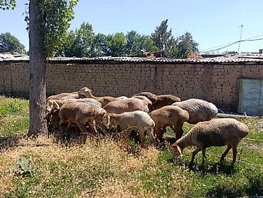 кошка арча бешик: Продаю | Овца (самка), Ягненок | Для разведения — 6