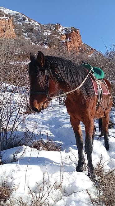 лошади кони: Продаю | Конь (самец) | Рабочий — 1