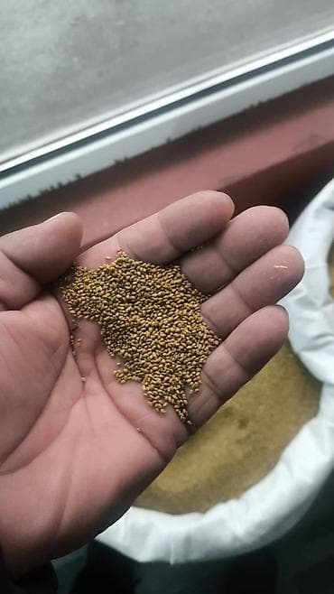 устричный соус: Семена кормовых растений: Люцерна — 5