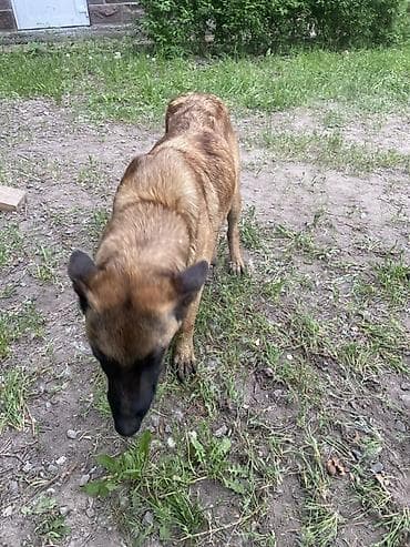бельгийские овчарки малинуа: Собака породы, бельгийская овчарка (малинуа). Описание: - Окрас — 2