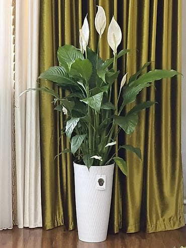 Үй жана бакча: Спатифиллум (Spathiphyllum) в высоком декоративном кашпо - Крупный — 1