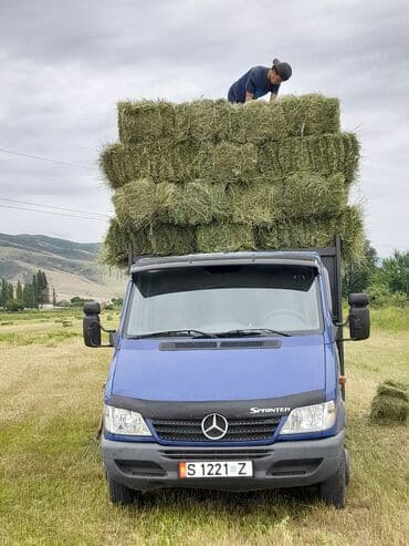 продажа домашних животных: Горный сено
Клевер 🍀 Тоо чоп — 3