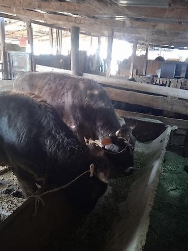 купить карликового кролика: Продаю | Бык (самец) | Швицкая | На откорм | Привязанные — 3