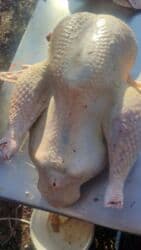 Индюк :, 8 кг, Платная доставка