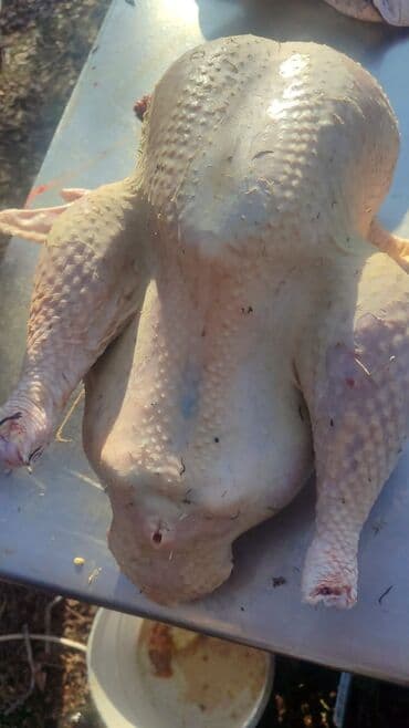 окорочка оптом цена: Индюк :, 8 кг, Платная доставка — 1