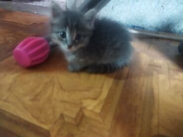 котенок шиншилла купить: Отдам в добрые руки маленького котёнка. Милый пушистик, серый тигровый — 1