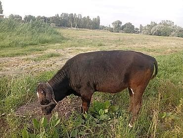 коровы швиц: Продаю | Бык (самец) | Полукровка | На откорм | Привязанные — 1