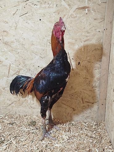 пшеница кормовая: Продаю | Куры — 6