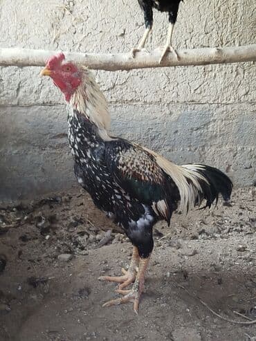зоомагазин бишкек с животными: Продаю | Куры — 1