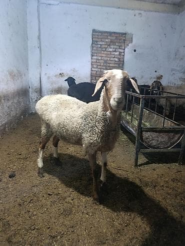 яицо гуси: Продаю | Овца (самка) | На забой — 1