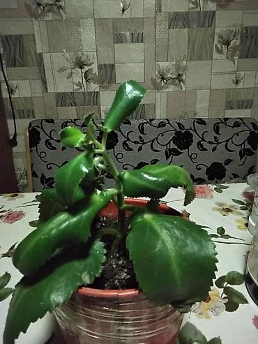 Комнатные розы: Каланхоэ (живое дерево, лечебное) - Домашнее растение-суккулент в — 2