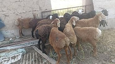 рыбы в аквариум купить: Продаю | Козёл (самец) | Для разведения | Осеменитель — 8
