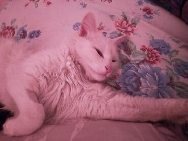 наполнители для кошек: Белая домашняя кошка. турецкая ангора. не котенок. в августе были — 6