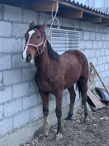 собака авчарка: Продаю | Конь (самец), Жеребец | Рабочий — 2