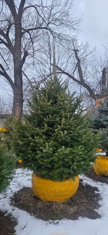 диваны бишкек табылга: Пихта,Голубые ели,Голубая ель,Сосна,Можевельник,Ёлка — 10