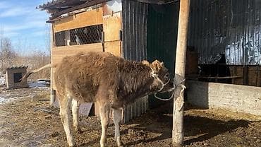 овчарка каракол: Сатам | Музоо | Бордоп семиртүү үчүн | Байланган — 2