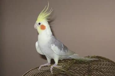 домик для волнистых попугаев: Попугаи разных видов. Хорошо учатся говорить и приручаются к рукам. В — 8