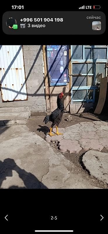 Үй жаныбарлары үчүн товарлар: Сатам | Короздор | Тебиштирүүчү | Көбөйтүү үчүн — 1