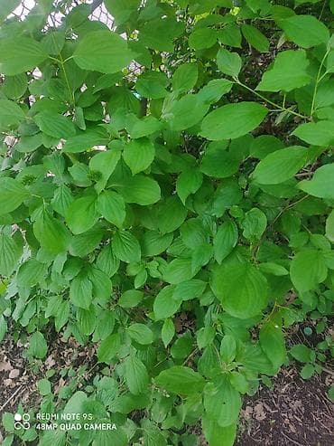 infamous second son: Redmi, Redmi Note 9S, Б/у, 128 ГБ, цвет - Синий, 2 SIM — 6