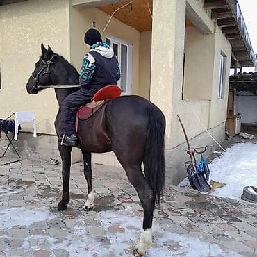 Животные: Продаю | Жеребец | Рабочий | Мерин — 2