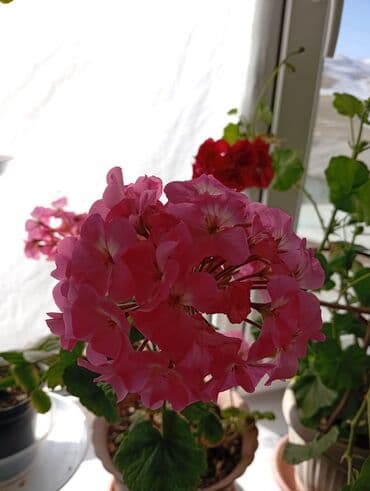 2 ярусная кровать с диваном: Комнатные растения в горшках. 1) Барвинок (Catharanthus roseus) — — 7