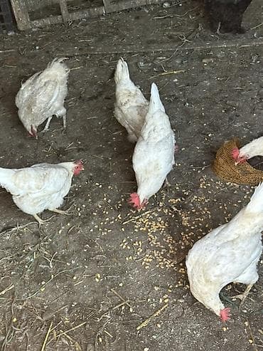 яйца куриные: Продаю | Куры | Леггорн | Несушки — 1