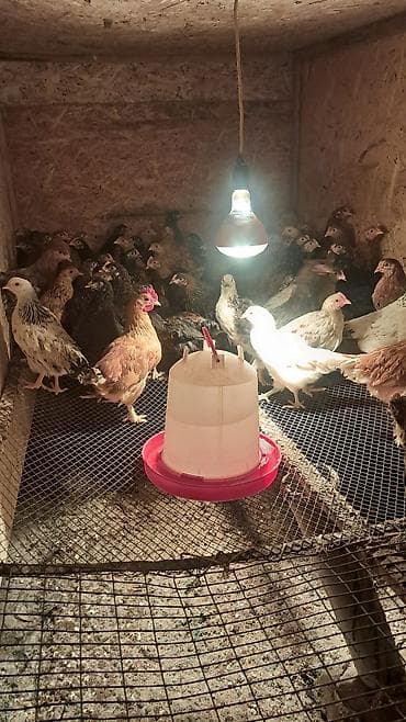 бойцовые птицы: Продаю | Цыплята | Для разведения — 4