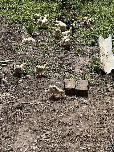 домашние птицы: Продаю | Цыплята | Домашняя | На забой — 4