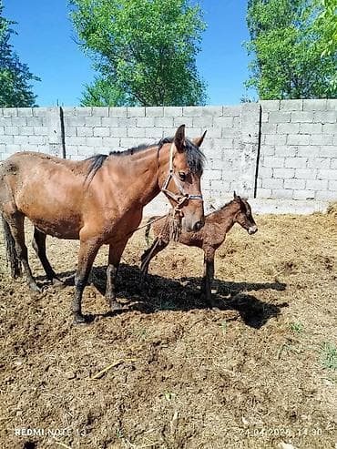 Продаю | Кобыла (самка) | Для разведения — 2