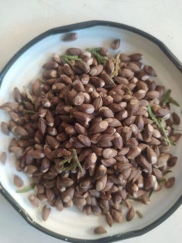 Семена туи (вероятно, туя западная). На фото показаны семена, всходы и at lalafo.kg Семена туи (вероятно, туя западная). На фото показаны семена, всходы и