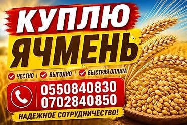 Дом и сад: Покупка ячменя. Ищем ячмень для закупки на постоянной основе: - — 1