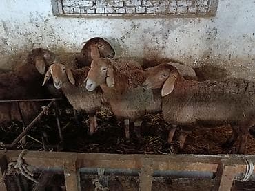 бутка для собак: Продаю | Овца (самка) | Для разведения | Матка — 4