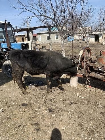 кормушки для птиц: Продаю | Бык (самец) | На откорм | Привязанные — 3