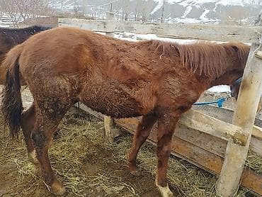 тай сокулук: Сатам | Тай | Көбөйтүү үчүн — 3