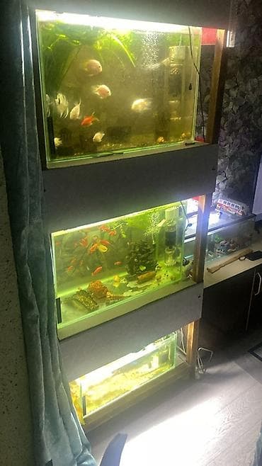 зеркальный карп: Аквариумный комплекс из трех стеклянных аквариумов на общей деревянной — 4