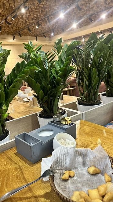 дерев: Замиокулькас (Zamioculcas zamiifolia) в декоративном кашпо - Крупные — 1