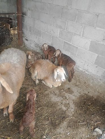 калганы: Сатам | Ургаачы кой (ургаачы), Козу | Аргын | Көбөйтүү үчүн | Козулаган — 6