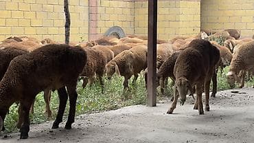 коровы ала тоо: Продаю | Овца (самка) | Для разведения | Ярка — 1
