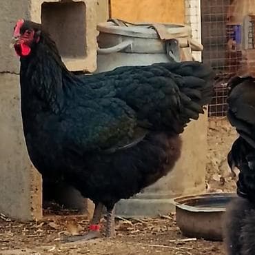 сколько стоит питбуль: Джерсийский гигант жумурткага жана жөжөлөргө заказ алабыз — 6