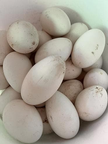 белые пакеты: Гусиные яйца, крупные, белой скорлупы. Особенности: - Натуральные — 3