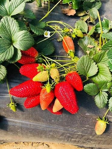 бий алма орусча: Саженцы рассада клубники с открытой корневой системой (фриго) оптом — 4