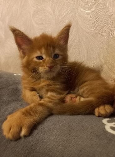 купить кота абиссинца: 🐾🐈Предлагаются к ранней брони очаровательные котята мейн-кун — 7