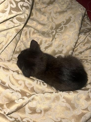 хайленд страйт: Кошка даром: Скотиш Страйт (Шотландская прямоухая), 3 месяца, Девочка, Приучена к лотку — 2