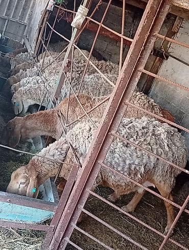 Аквариумы: Продаю | Овца (самка) | Для разведения | Племенные — 7