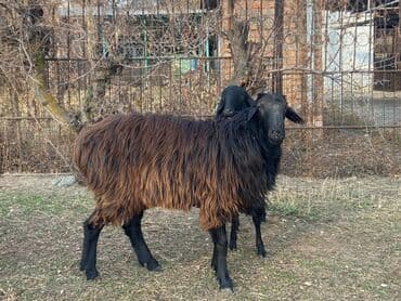 собака офчарка: Продаю | Баран (самец) — 1