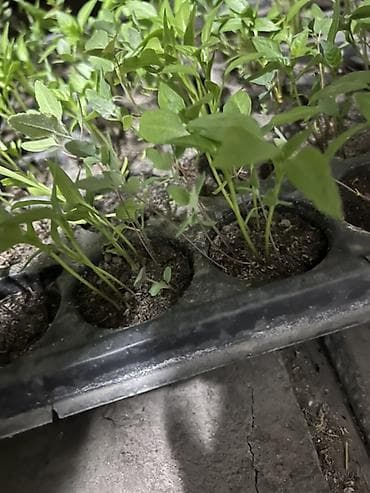 коробки для конфет оптом: Рассада Самовывоз — 2