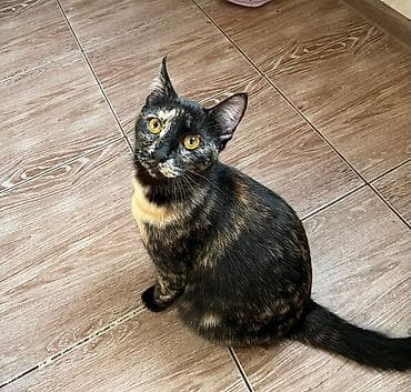 купить кошки: Кошка даром: Беспородная, 3 месяца, Мальчик, Приучена к лотку, Проглистована — 5