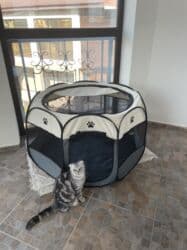 американская жесткошёрстная кошка цена: Британская короткошёрстная, 1 год, Девочка, Черепаховый, Приучена к лотку, Проглистована — 3